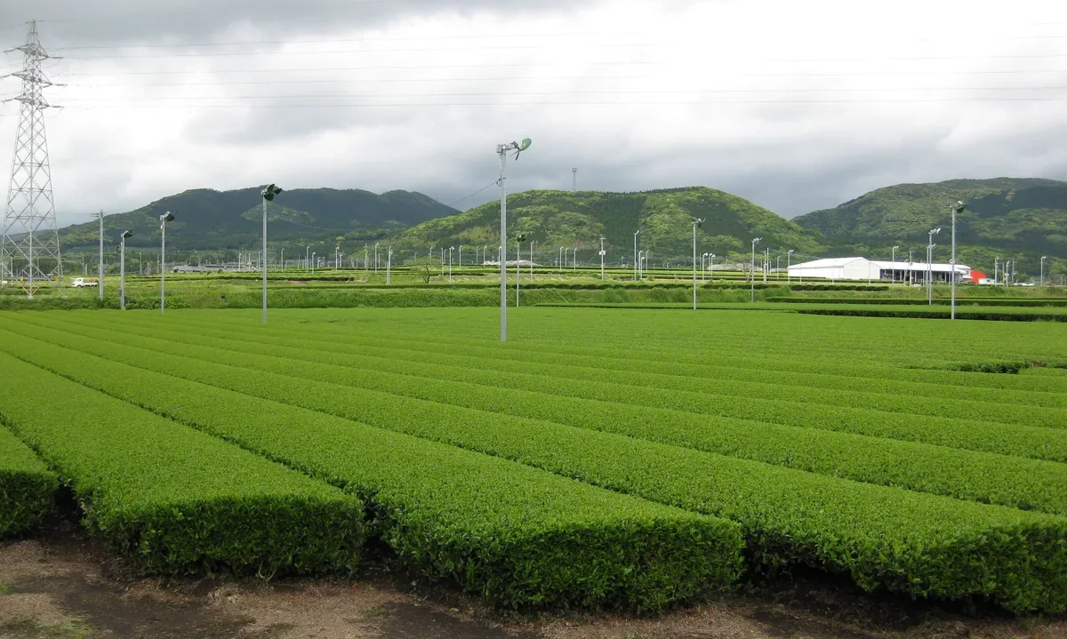 南薩台地茶園，呈現南九州丘陵農業景觀，並非祭典會場