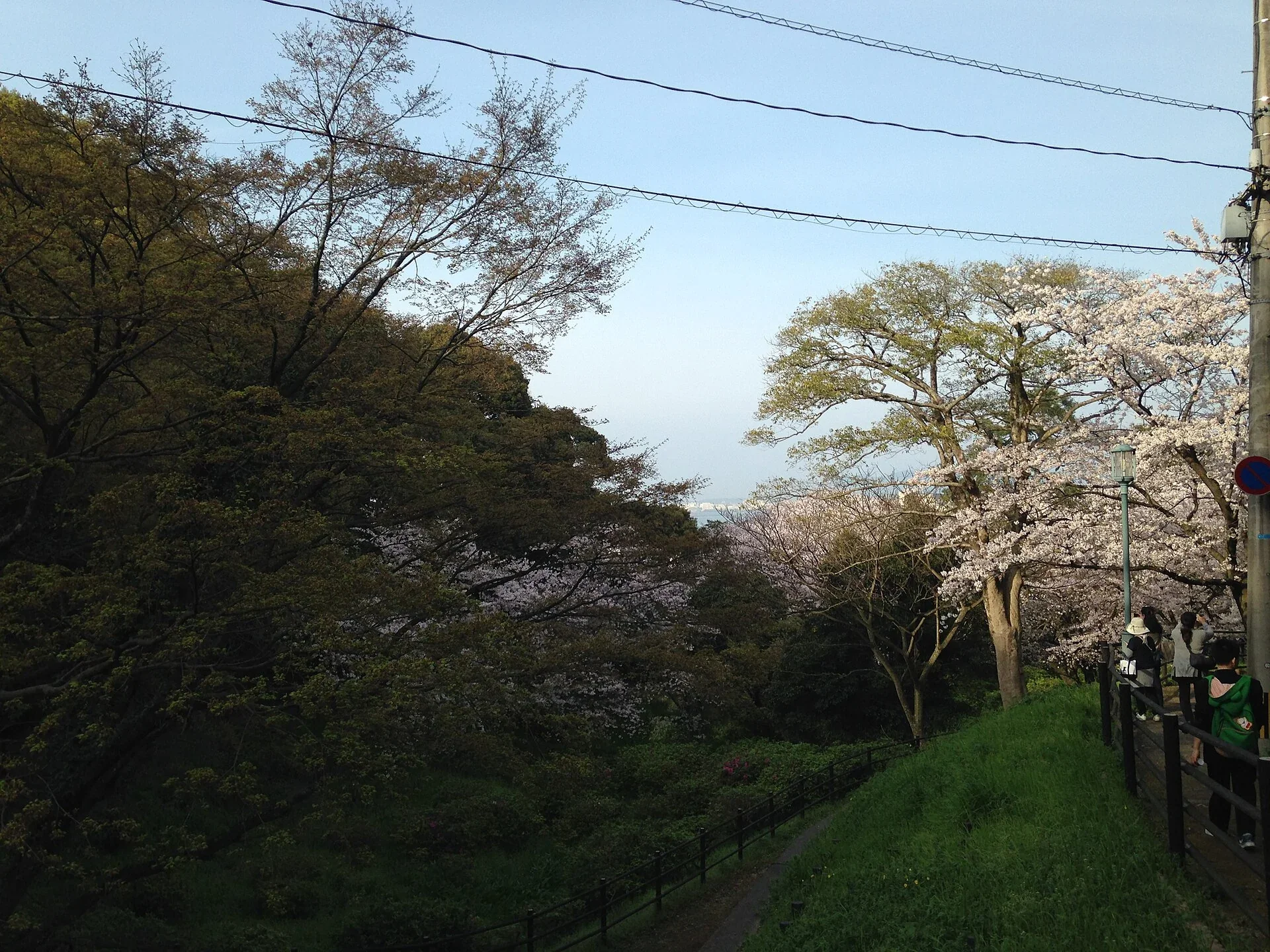 西公園櫻花坡地與博多灣方向的樹景