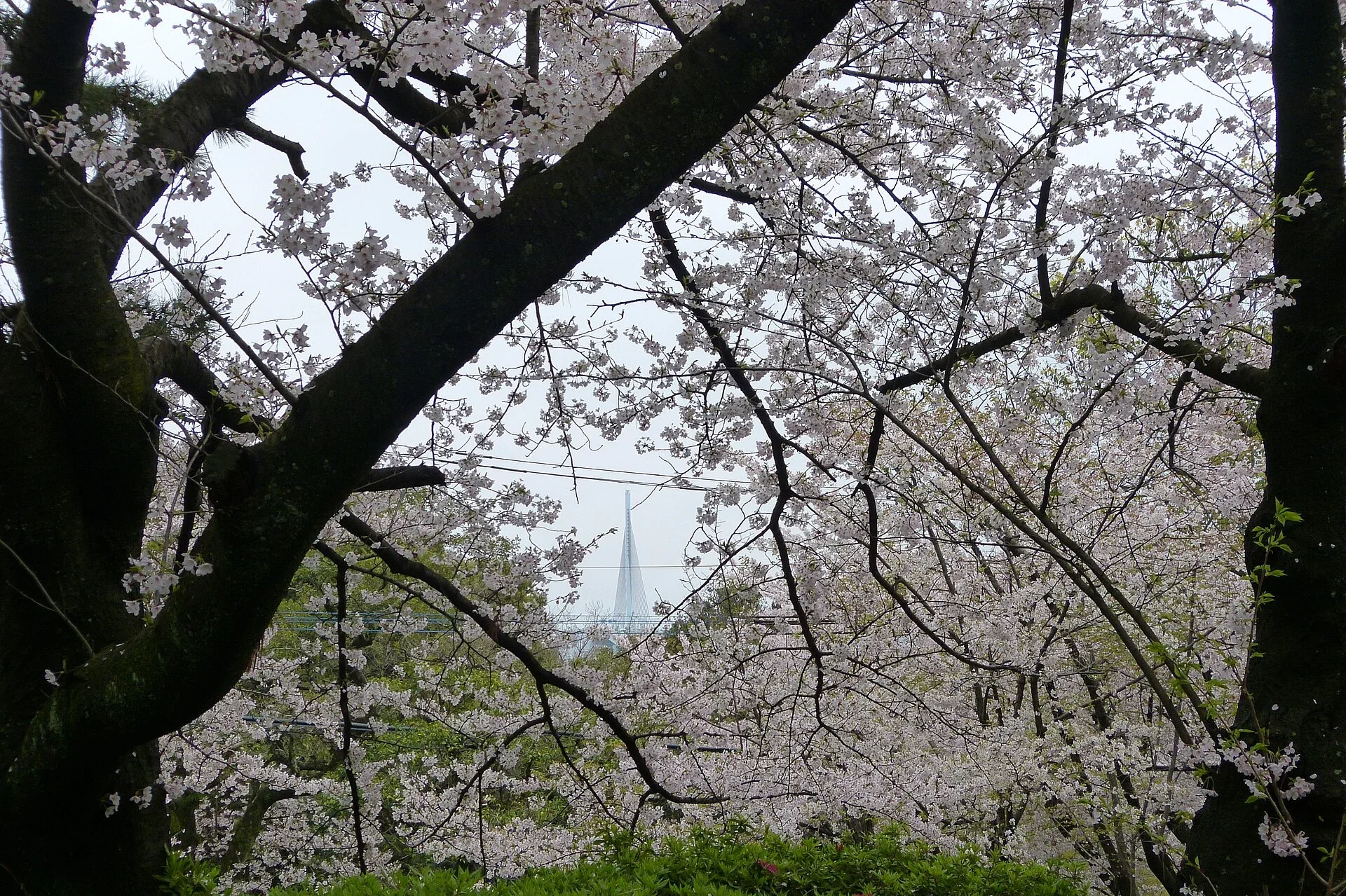 福岡西公園櫻花樹冠與枝間景色