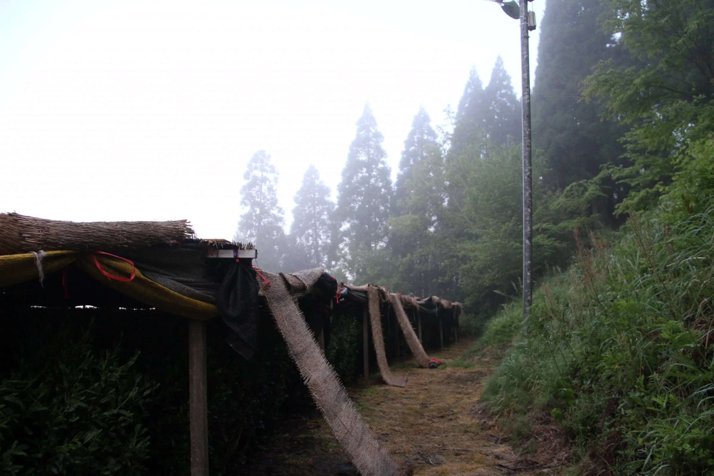 福岡八女矢部村的八女傳統本玉露茶田以棚架遮蔭栽培,2016 年實景,並非農林水產祭會場