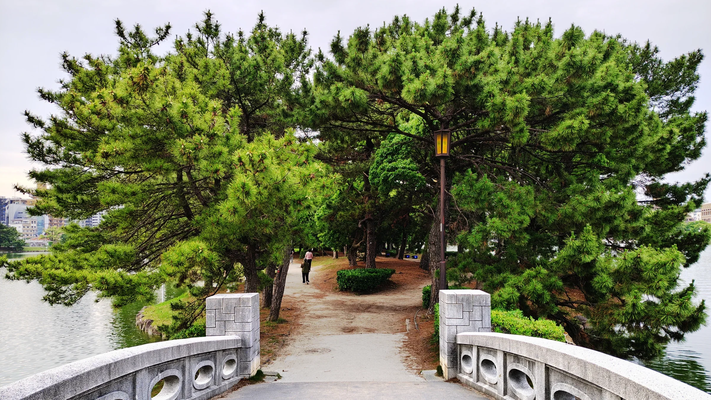 大濠公園松月橋望向柳島，水岸松樹沿步道向湖中延伸