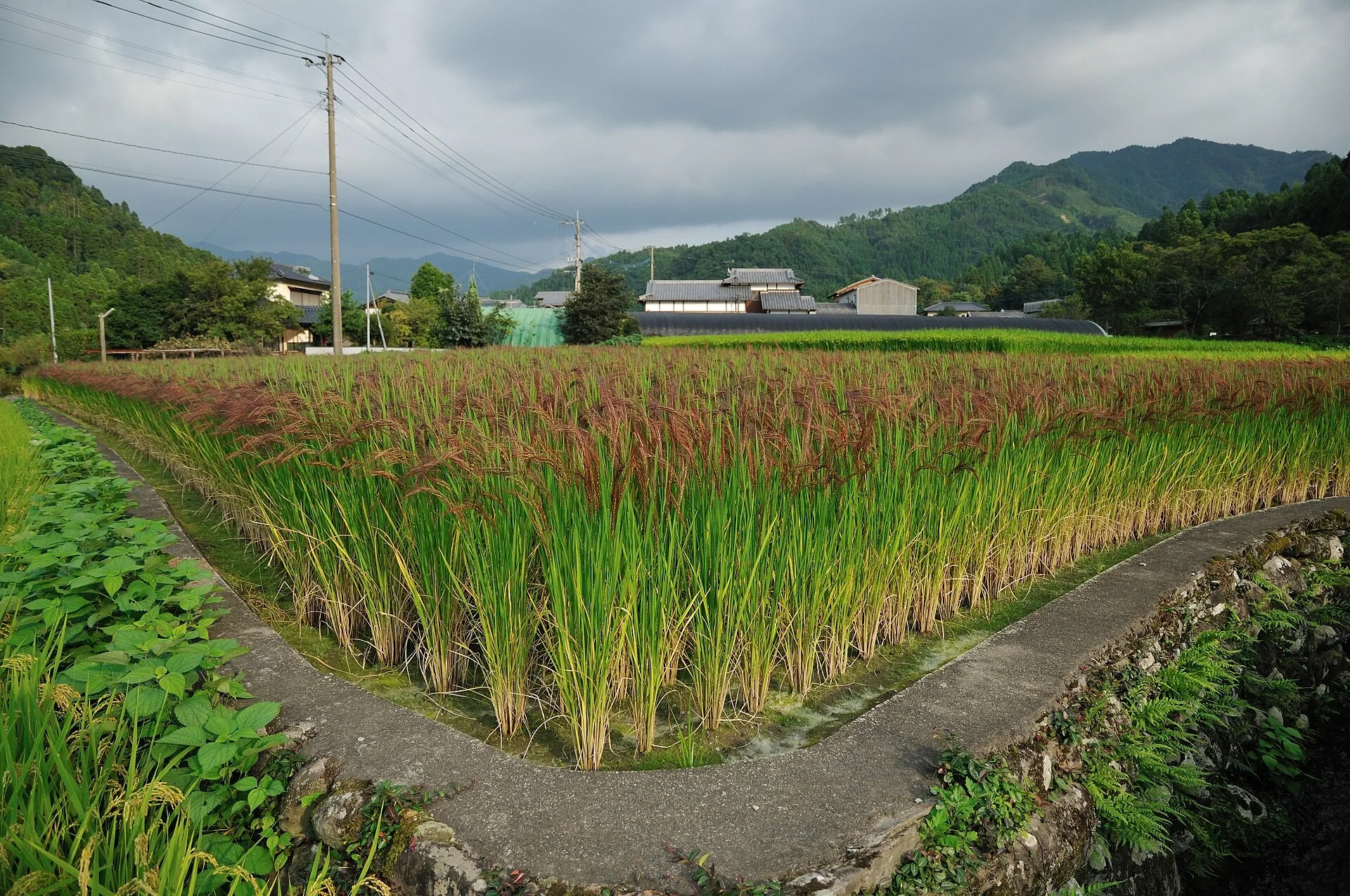 星野村赤米水田與遠方山村