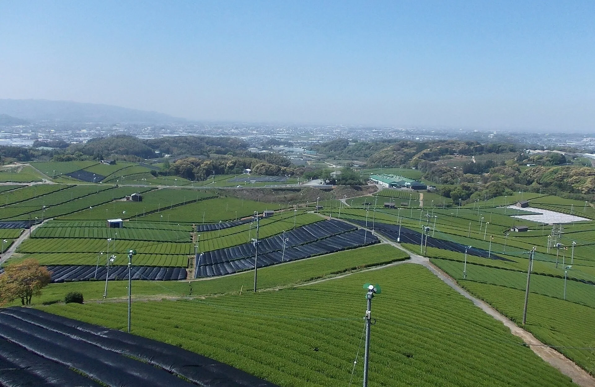 八女中央大茶園茶畦與周邊山城遠景