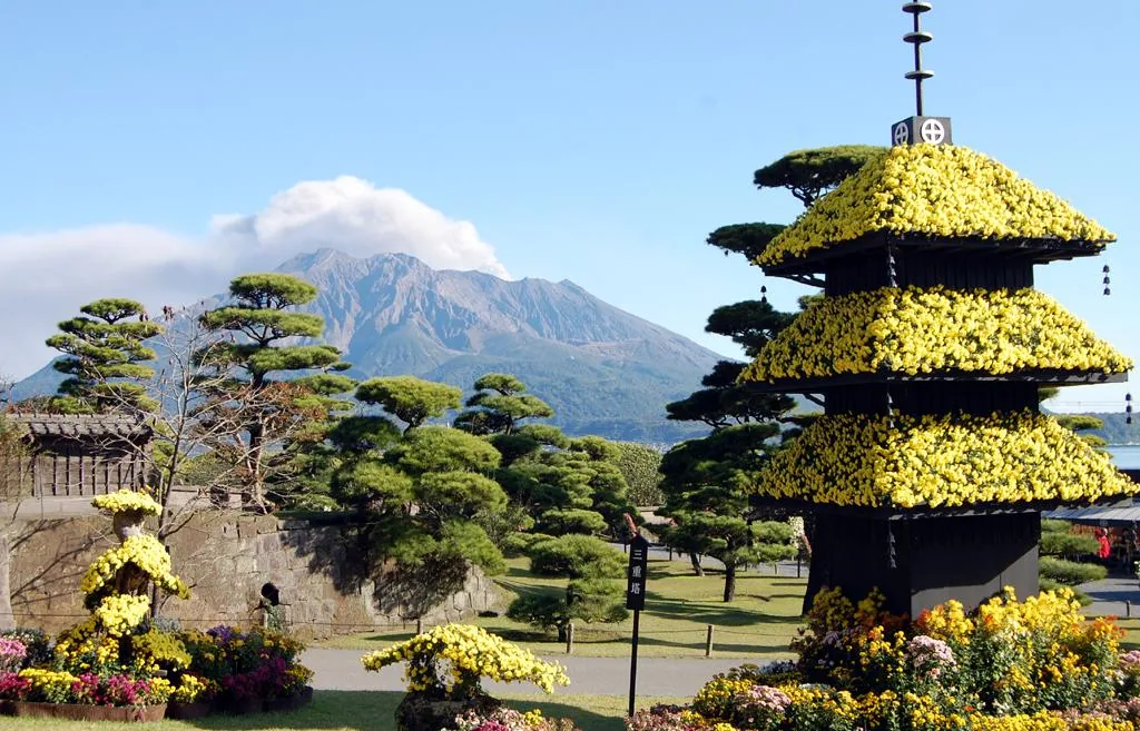 仙巖園往屆菊花祭的黃色菊花造景與後方櫻島，非2026年現場