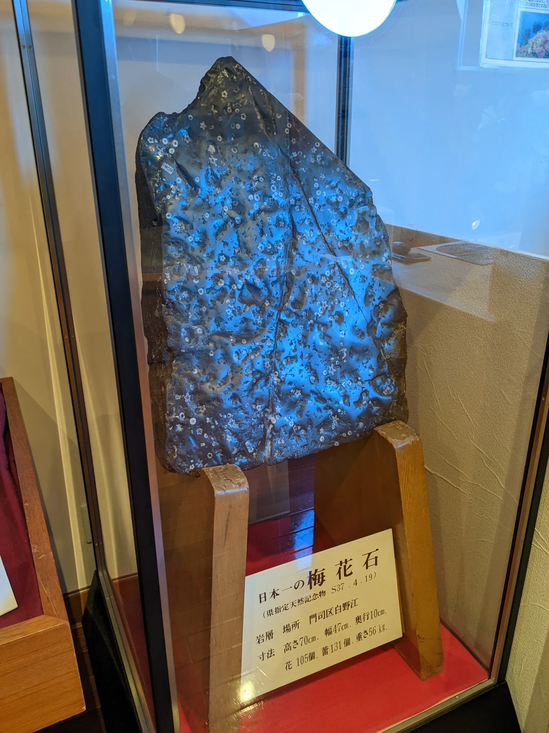 關門海峽博物館展示的梅花石，石面可見白色花狀化石紋理