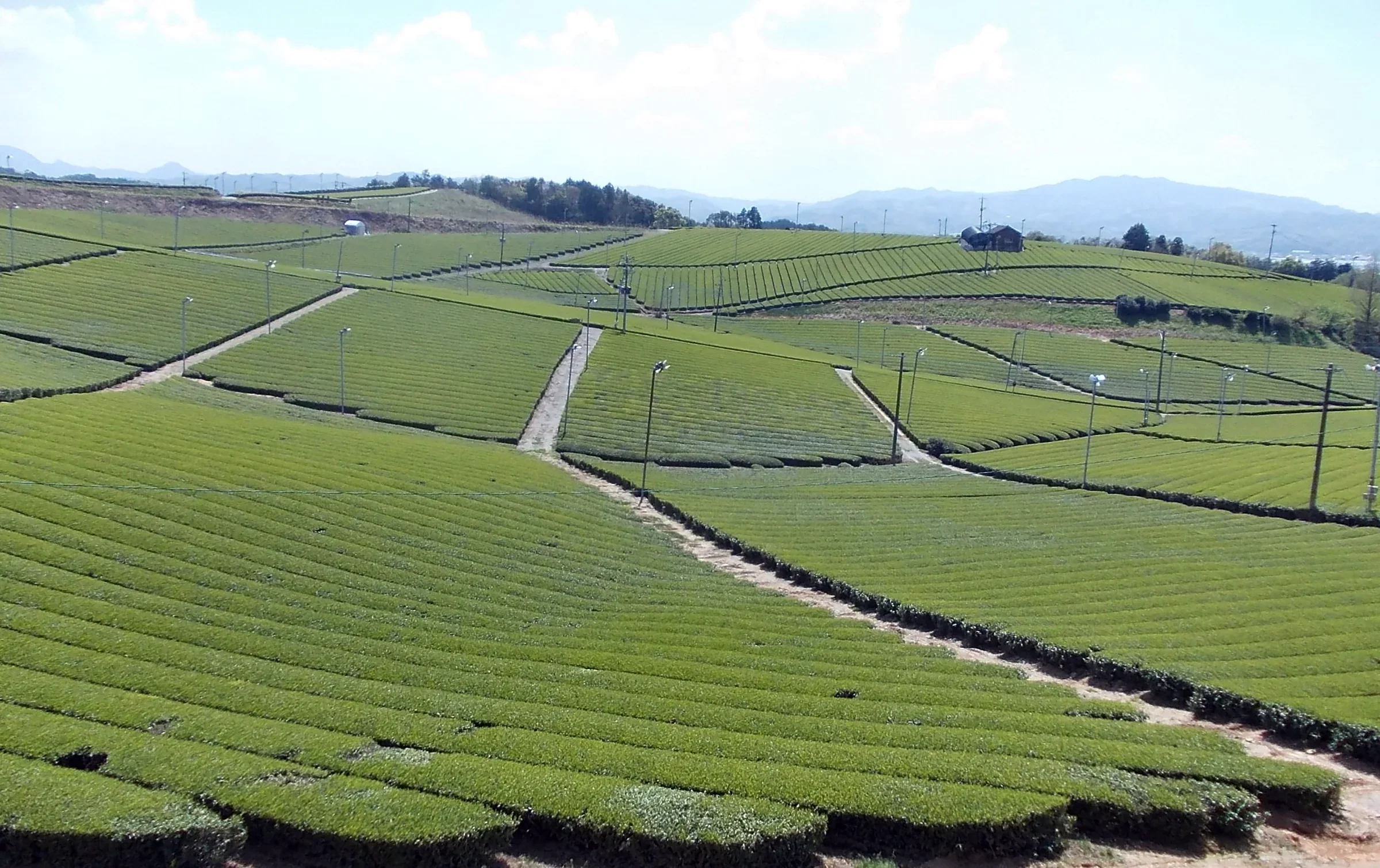 八女中央大茶園延伸至山稜的茶畦，展示八女茶產地景觀