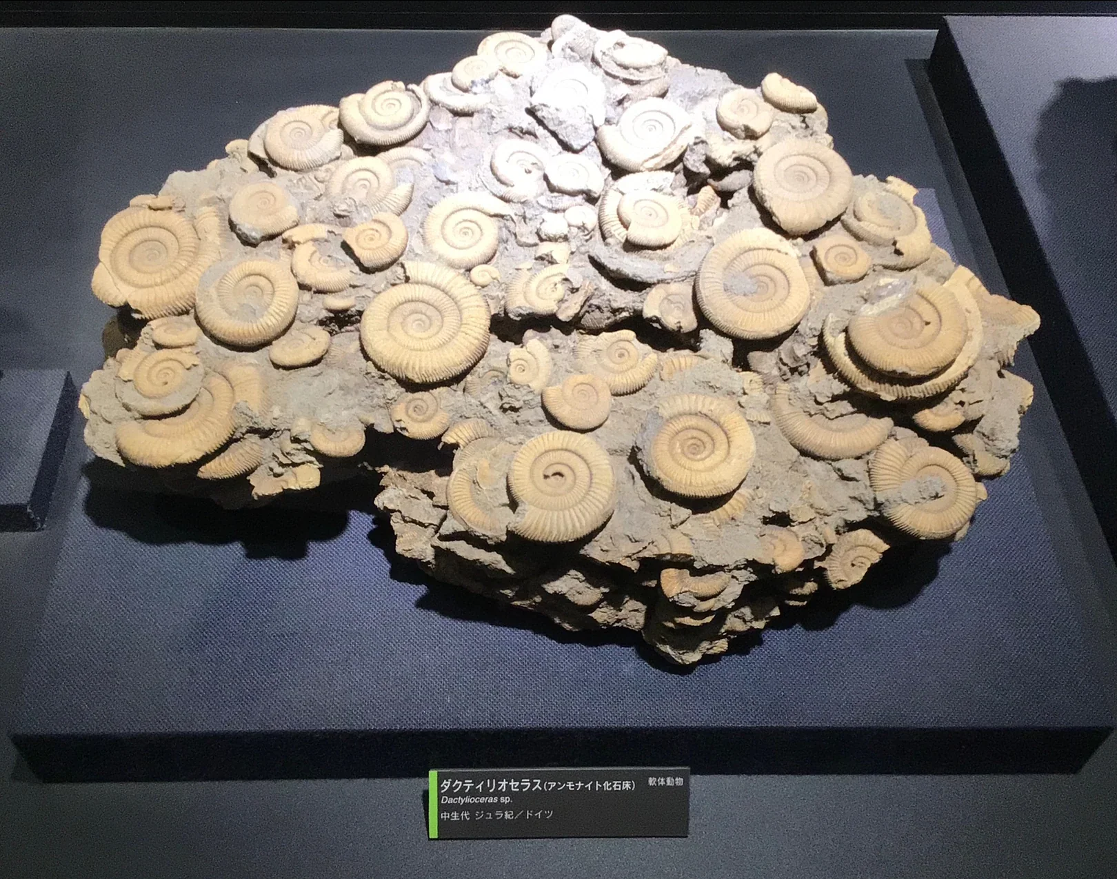 生命之旅博物館展示的菊石化石床，岩石表面排列著多枚螺旋狀菊石