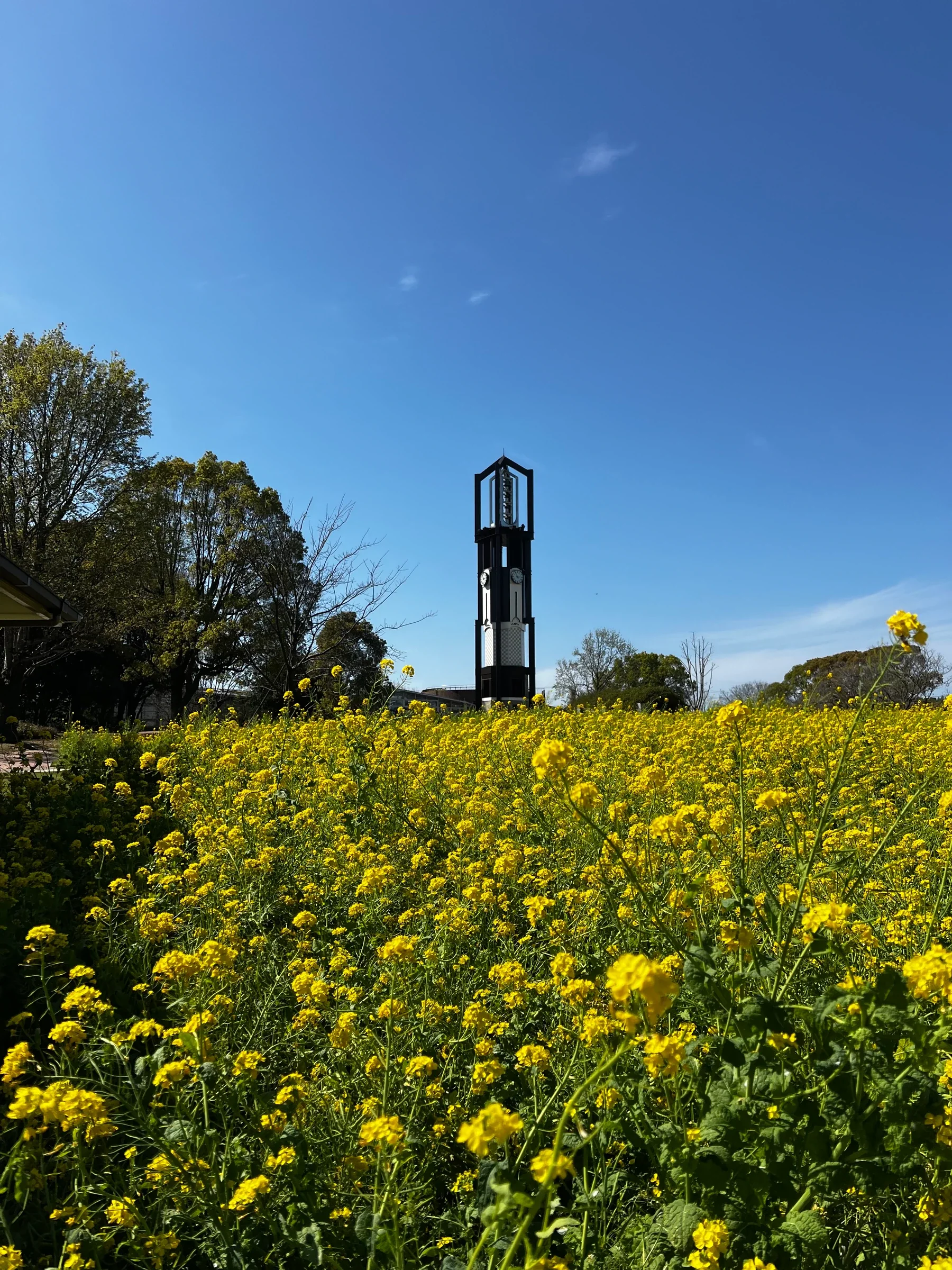 熊本市動植物園花田與鐘樓