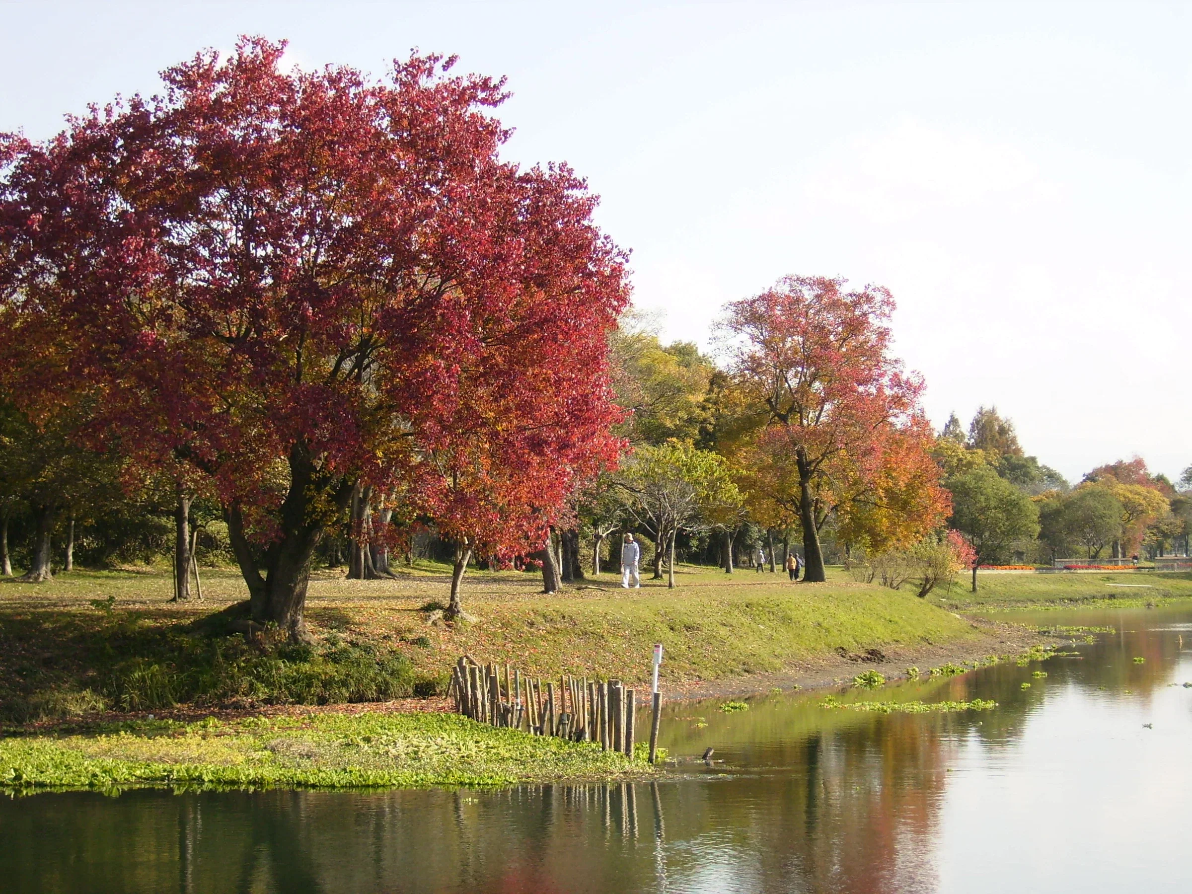 水前寺江津湖公園湖岸的樹木倒映在水面
