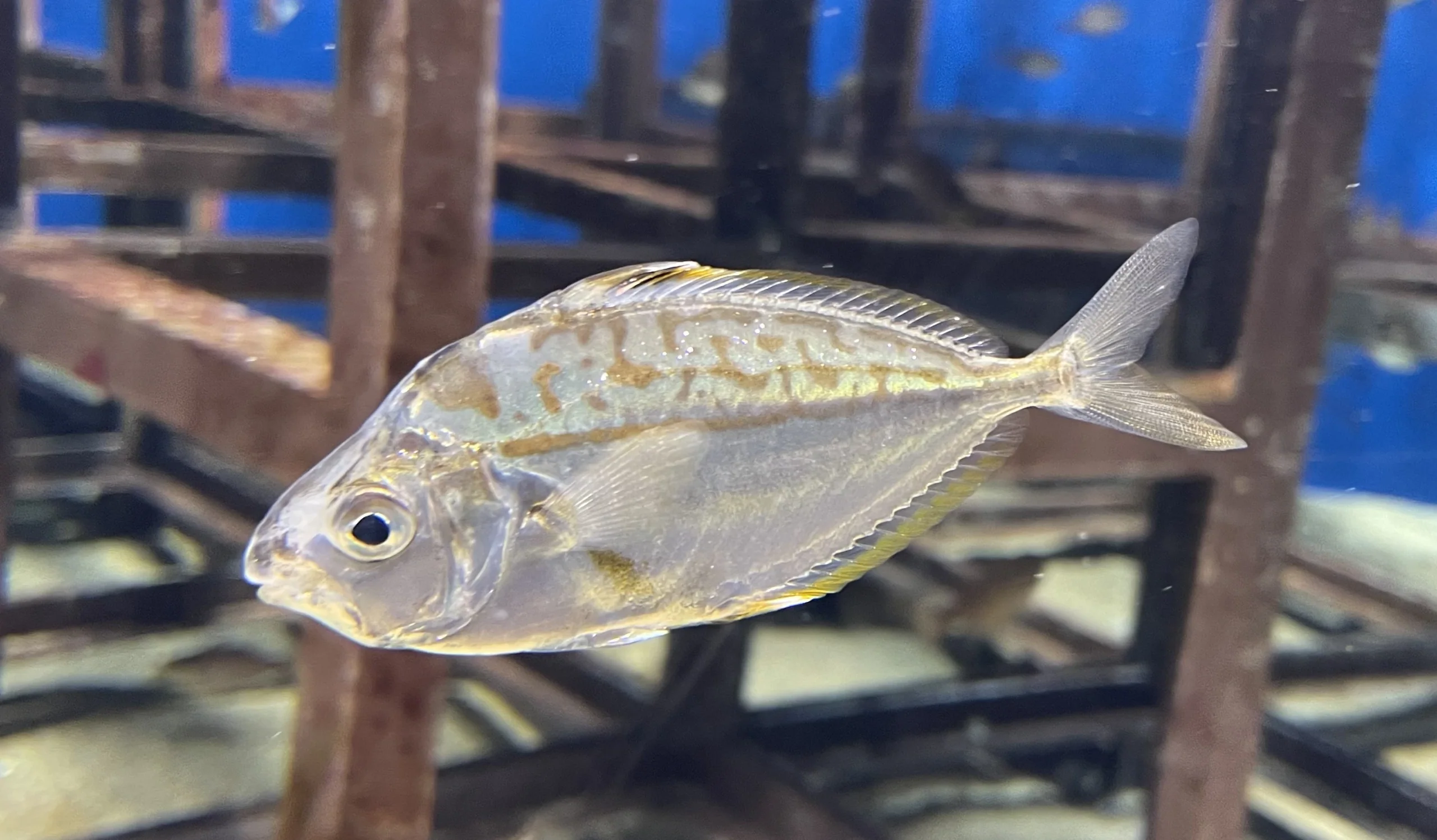 Marine World海之中道飼育展示的ヒイラギ魚類