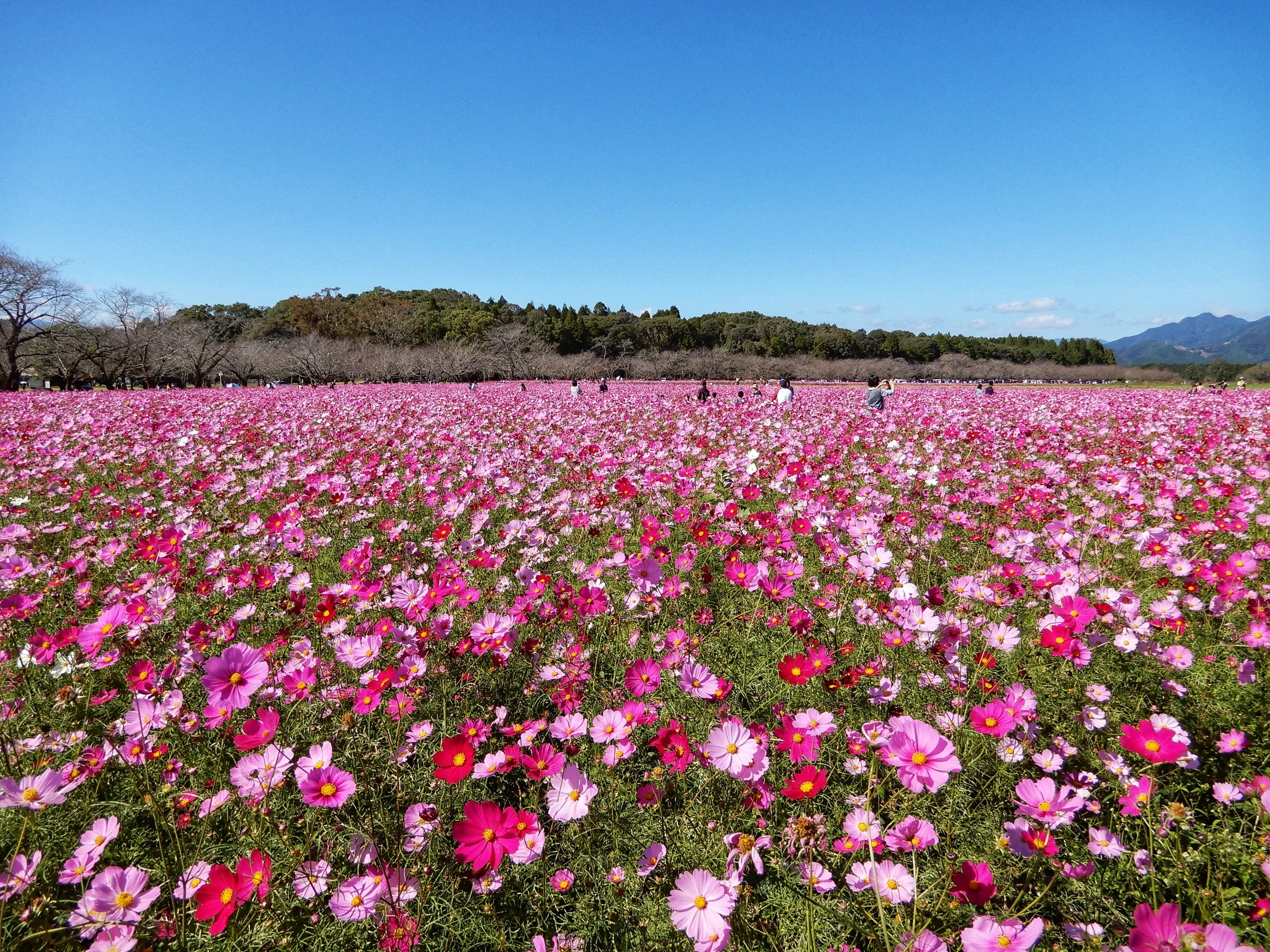 秋季西都原古墳群的波斯菊花田，粉色花海延伸至遠處樹林