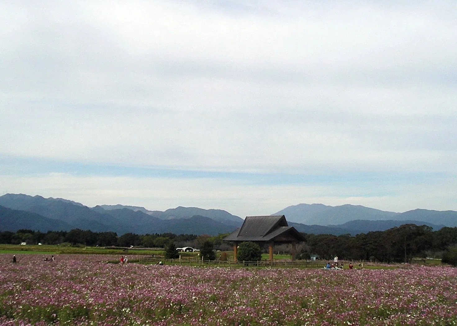 西都原古墳群秋季花田與園內涼亭，遠處可見山稜