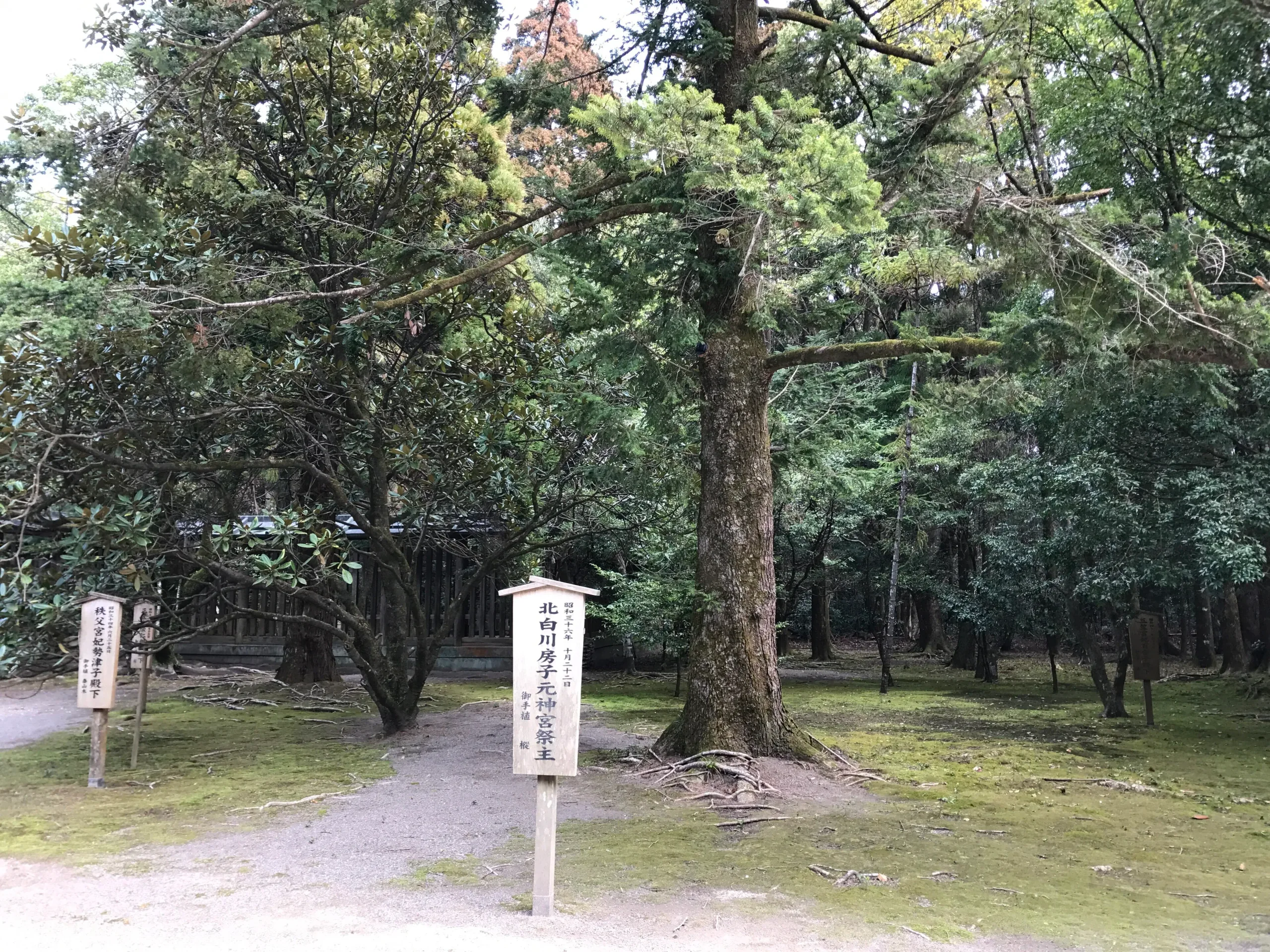 宮崎神宮境內樹林