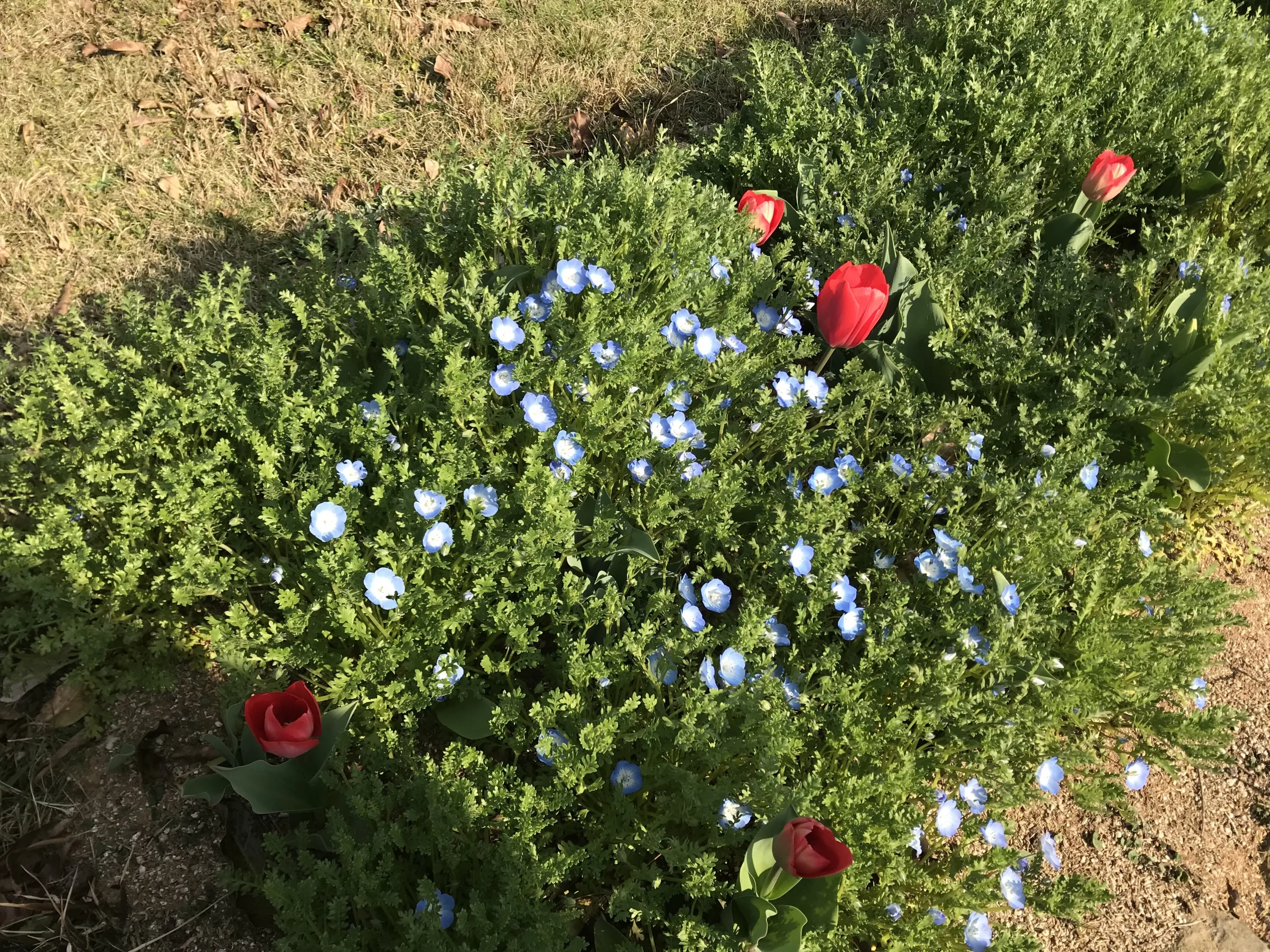 能古島海島公園的藍色粉蝶花與鬱金香