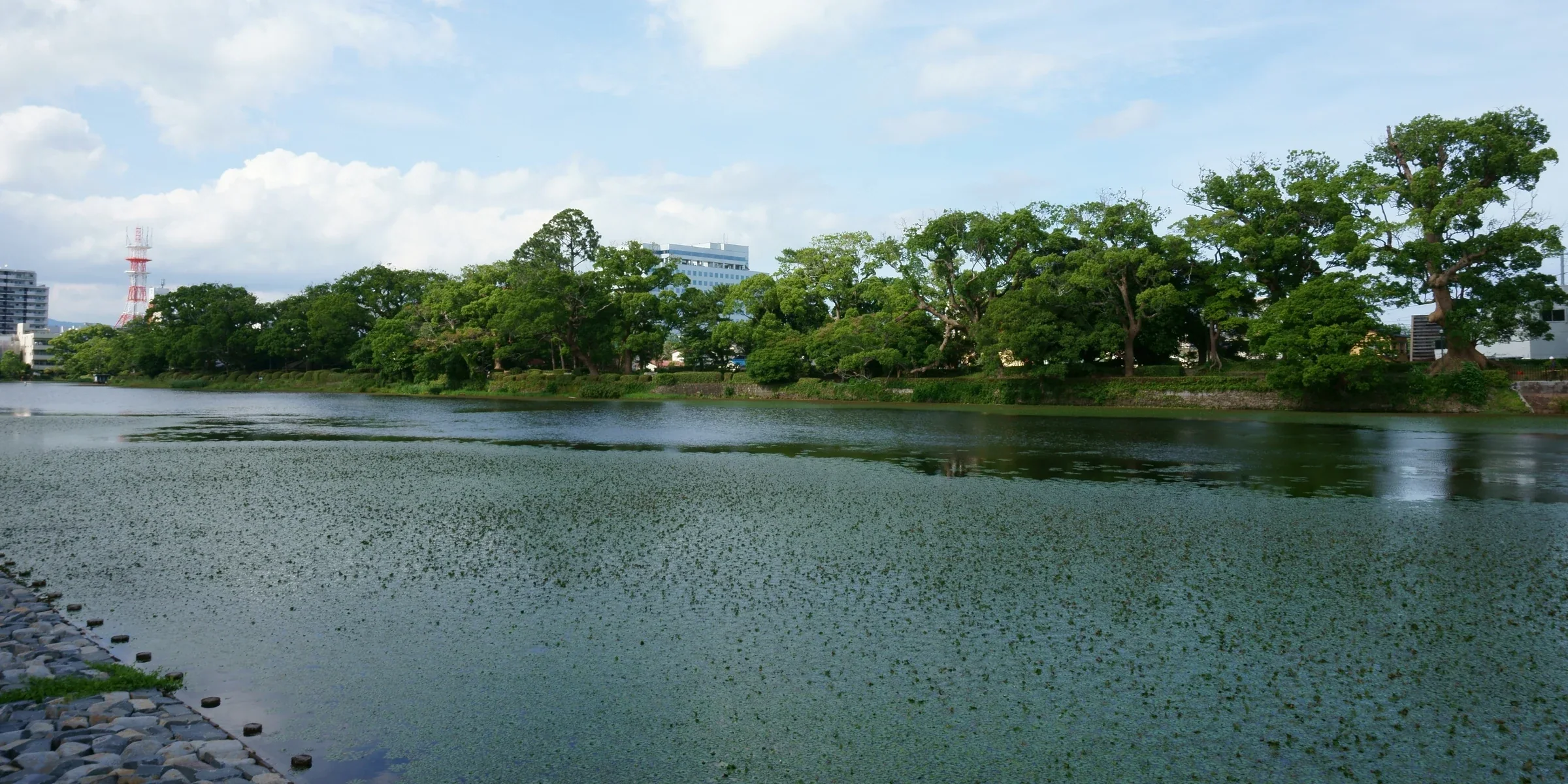 佐賀城西濠的水面、岸邊樟樹與佐賀城公園綠地