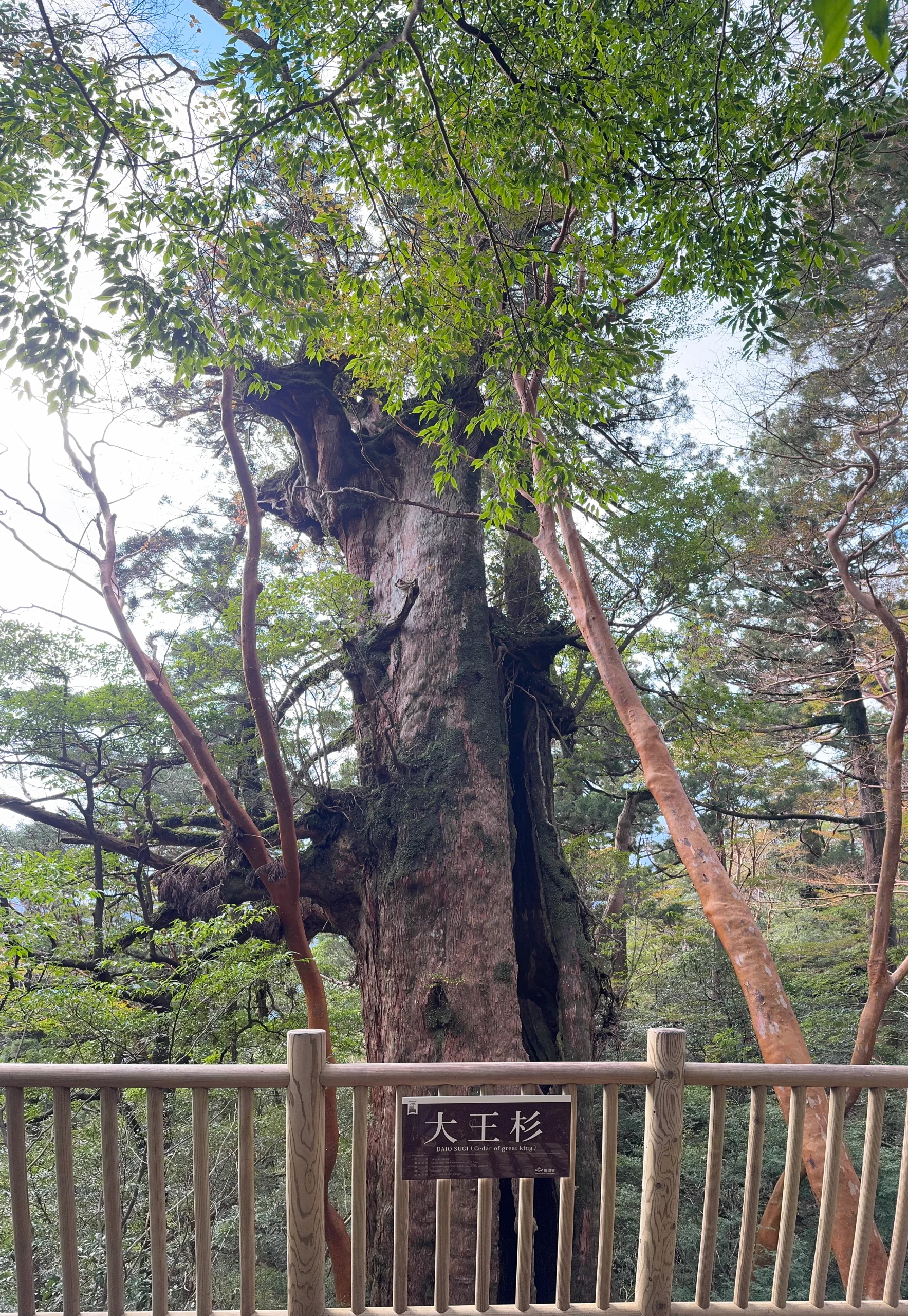 屋久島縄文杉 2026：9月17日重開後怎麼走，22km、荒川巴士與廁所現況
