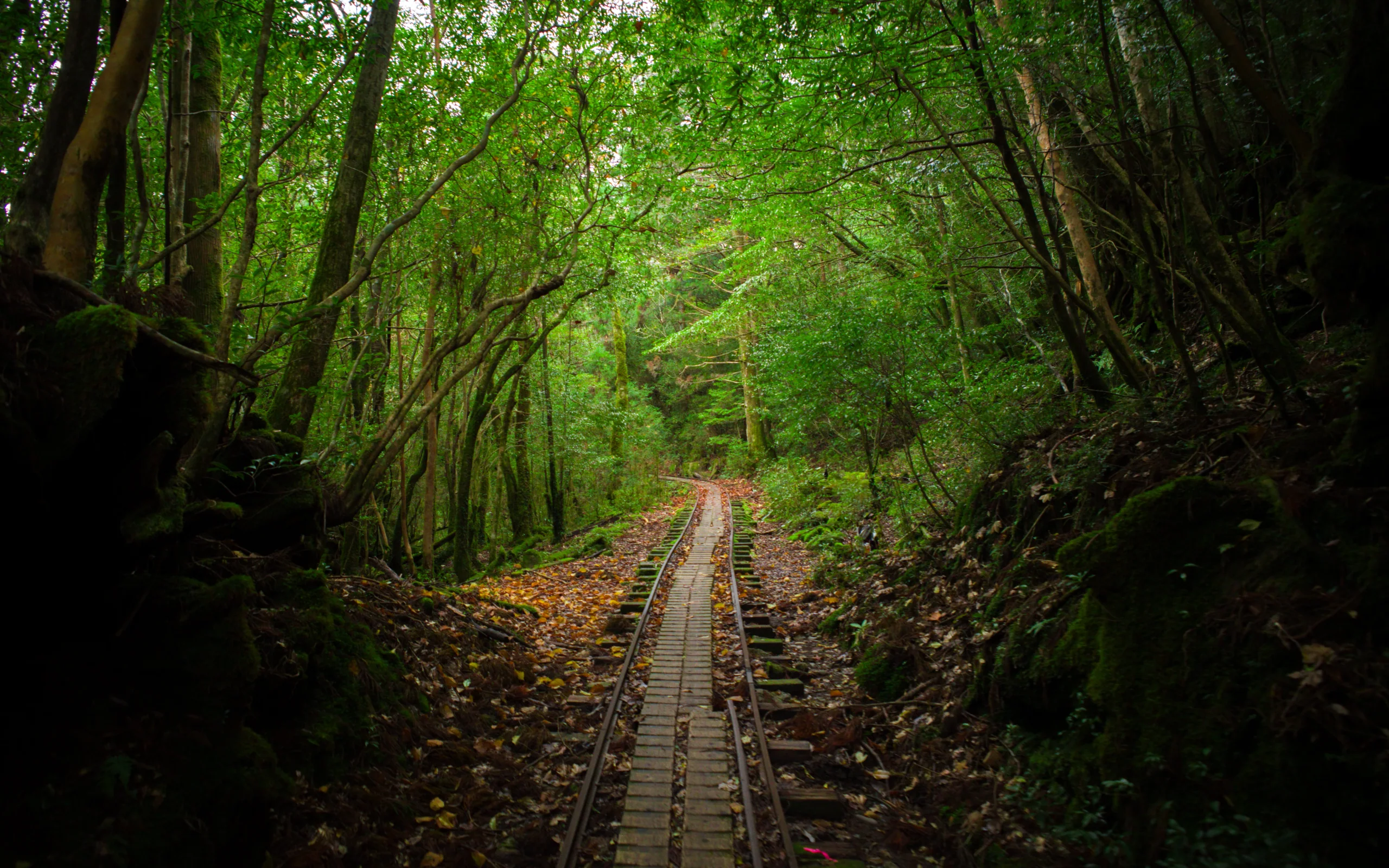 屋久島縄文杉路線前段森林鐵道，長距離木枕路面會累積腳底疲勞