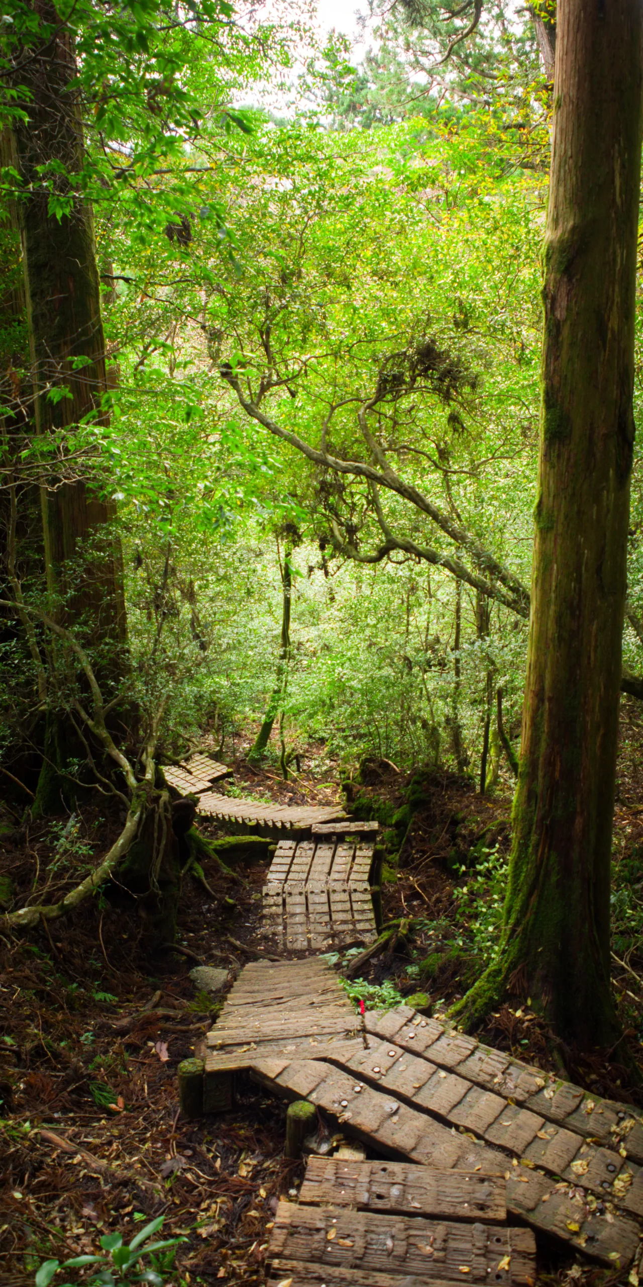 屋久島縄文杉路線樹林內沿坡延伸的木階與木棧道