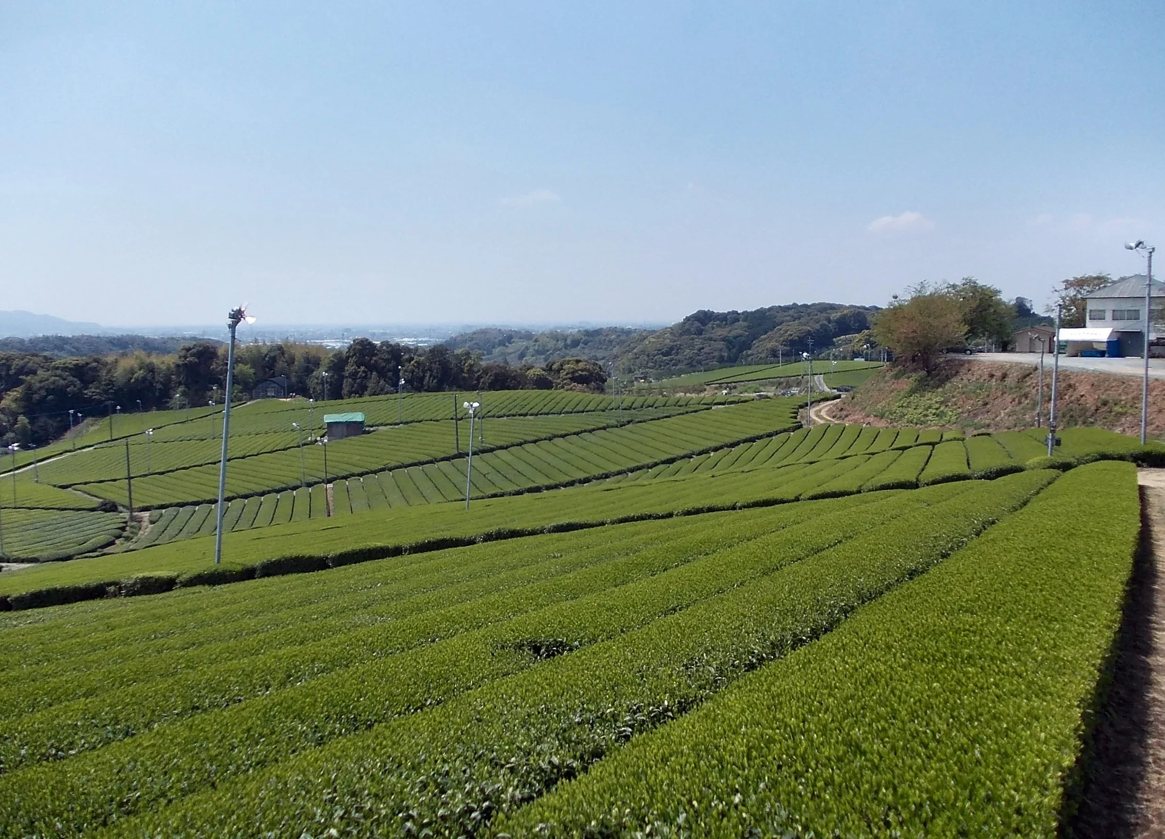 八女中央大茶園遠望茶田與山脈